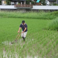 有機水田の草取り