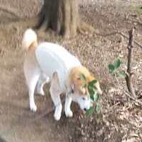 クリンへの想いは尽きなくて・・・311