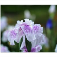 花菖蒲　静寂に咲く彩