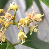 遅いよぉ〜ライチの雌花ようやく開花・・・。