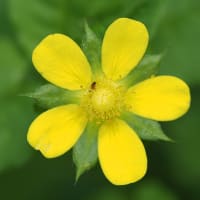 ウスバシロチョウ舞う。スフラギスをつける瞬間。アオオサムシとナミルリイロハラナガハナアブ。ニガナとオオアマナ咲く（妻女山里山通信）