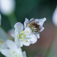 ●我が家の５月の花（12）　　パステルアリウム・ロゼアに蜂さん　　
