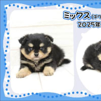 家族が決まりました♪おもちくん☆