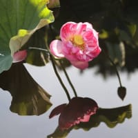 早朝の｢蓮の花｣～鵠沼･桜小路公園はす池