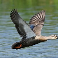 7/10  6月中旬に出会った鳥達