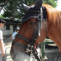 森は涼しい？