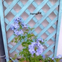 涼しそうな色