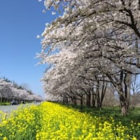 秋田大潟村の桜・菜の花ロード　