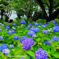 「相模原北公園」のアジサイ〜あじさい〜紫陽花の集合美！！