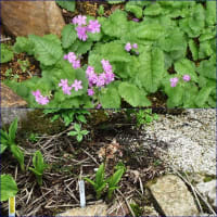 白馬五竜高山植物園の散策