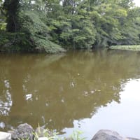 妙蓮寺散歩ーシェア畑・慈雲寺・菊名池