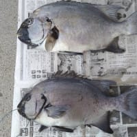 釣果