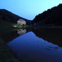 【　一本桜のライトアップを撮る　】