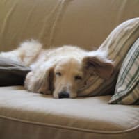 かご好きが送る、究極のバスケット・・・