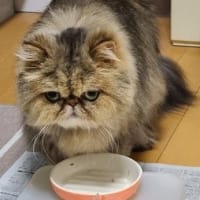 生徒さんはとても良い子たち😸