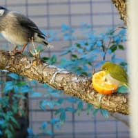 こちらは総務省監視管理室です。 このお電話は二時間後に利用停止となります。