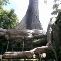 世界遺産･アンコール遺跡タ・プローム