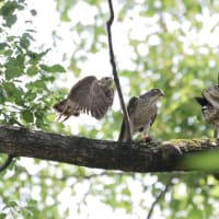 心に残る情景*「鳥景」見沼の小さな森、ツミの家族