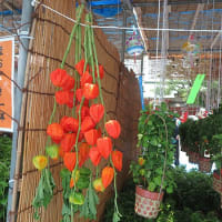 金龍山浅草寺の酸漿市