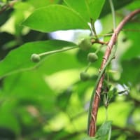 この花はいつ開くのだろうか？　トサノムヨウラン再訪　令和6年7月31日