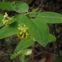 里山花散策