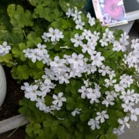 シドイデスが咲き始めました～