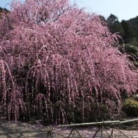 淡路島・枝垂れ梅