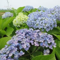 風邪ひいたかな？
