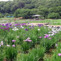 花菖蒲　北山公園