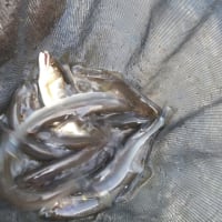 本流某所釣査!