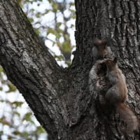 ひゃ～！エゾリス近い！エゾフクロウも出会えた！！