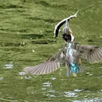後ろ向きお魚銜え　2025.7.7