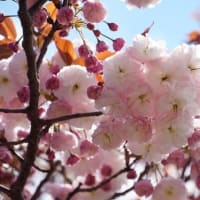 【桜旅・関西】　大阪造幣局・桜の通り抜け　その２