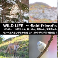 WILD LIFE～fieldfriends～6人写真展