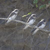 ショウドウツバメ