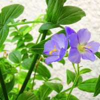姫の覚醒－－山・野草の開花を見て思うこと