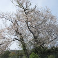 巨木になった「大島桜」は満開が遅いです、季節は八重桜の時期です