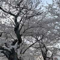 贅沢な花見