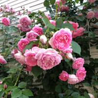 花のパワー♡