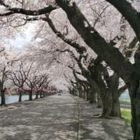 桜は咲いたけど