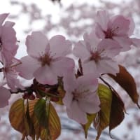 旭山公園