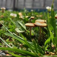 コガネキヌカラカサタケを食べてみた 月刊 きのこ人