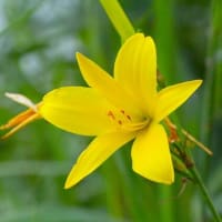 黄色いユウスゲ