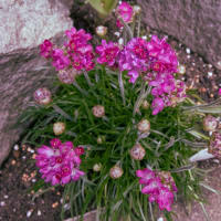 ●我が家の４月の花（9）　クレマチス・モンタナが開花　　アルメリア（アルマダ）　ジニア　アゲラタム