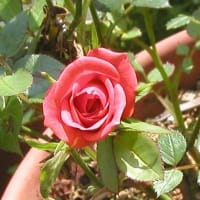 開花順位第１９位