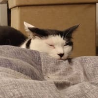 洗濯はできた