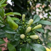 jardin fleuri…  