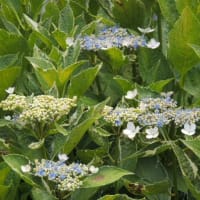 季節の花はバラとアジサイ＊やはり地植えですね＊
