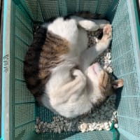 寝てます