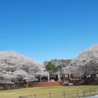 いけ花(公民館)
